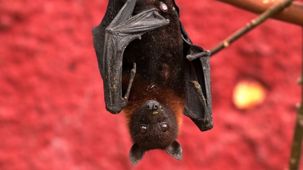 The Mystical Meanings Of Dreaming About Bats