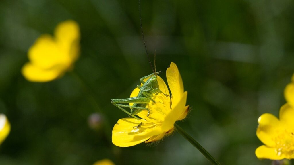 What Does Dreaming About Grasshoppers Mean