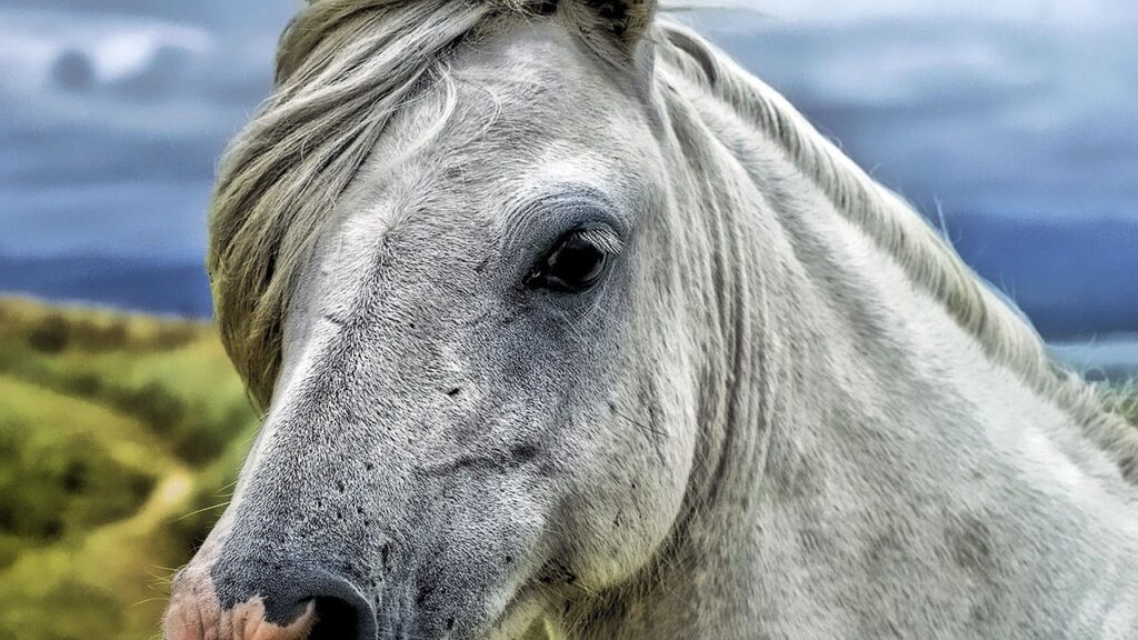 What Does Dreaming Of A White Horse Mean