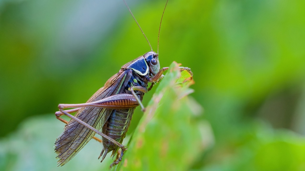 What Does Dreaming About Grasshoppers Mean: Prophetic Pests? - Dream ...