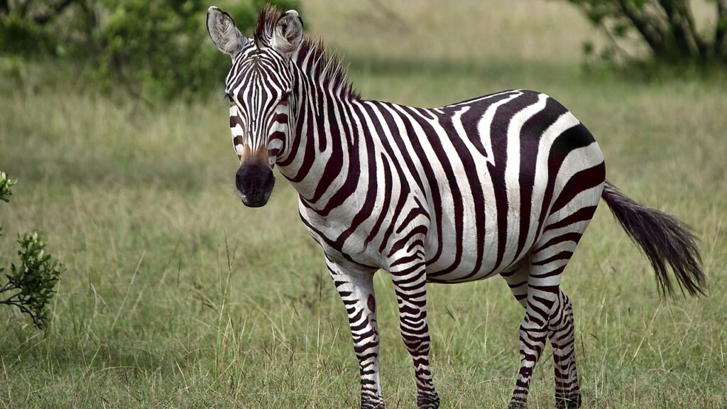 Dreaming of Zebras: An Insight into Our Subconscious