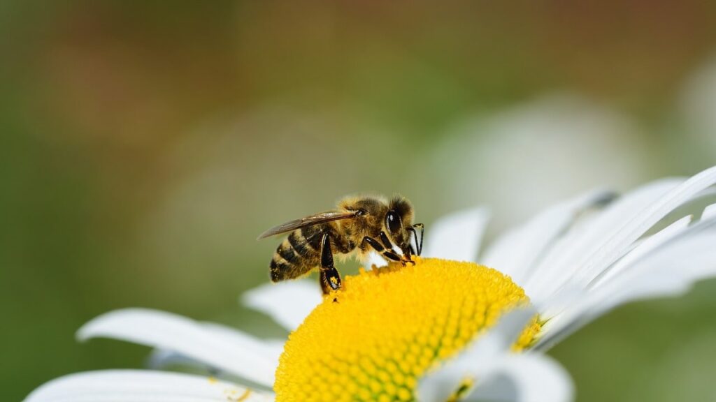 The Sting Of The Mind: What Does Dreaming Of Bees Reveal?