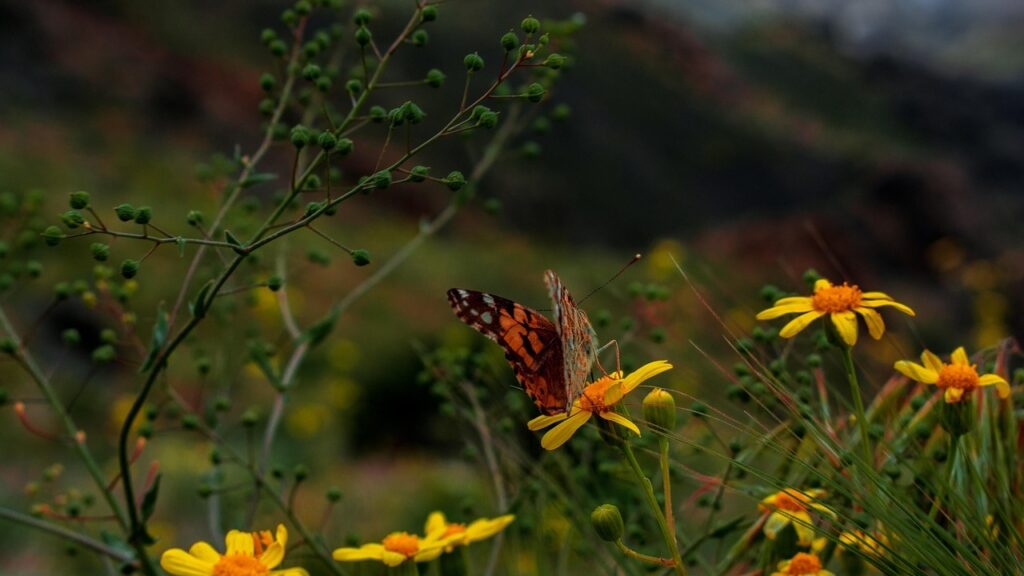 Dream Meaning About A Butterfly: Unlocking Symbolism