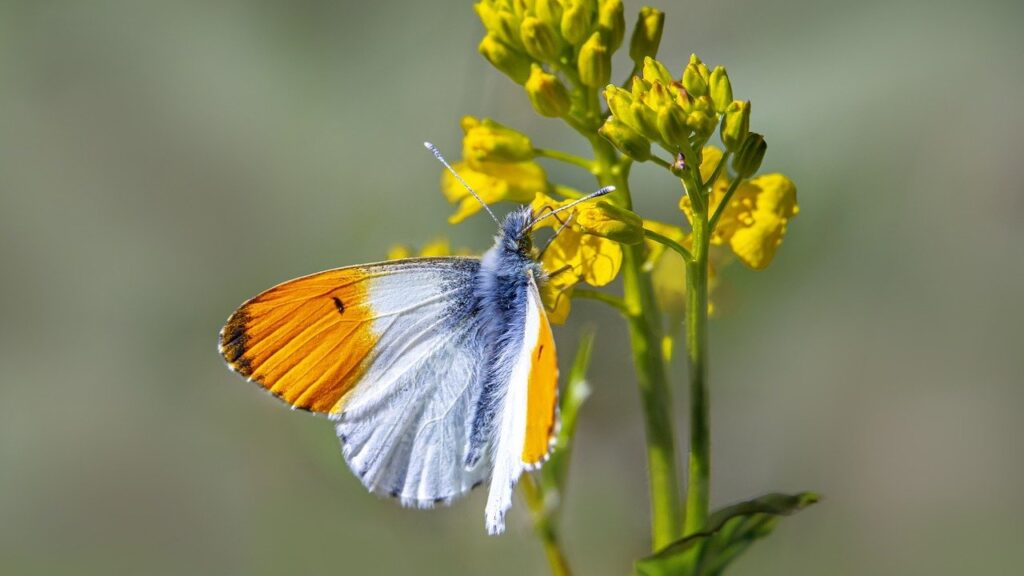 Dream Meaning About A Butterfly: Unlocking Symbolism