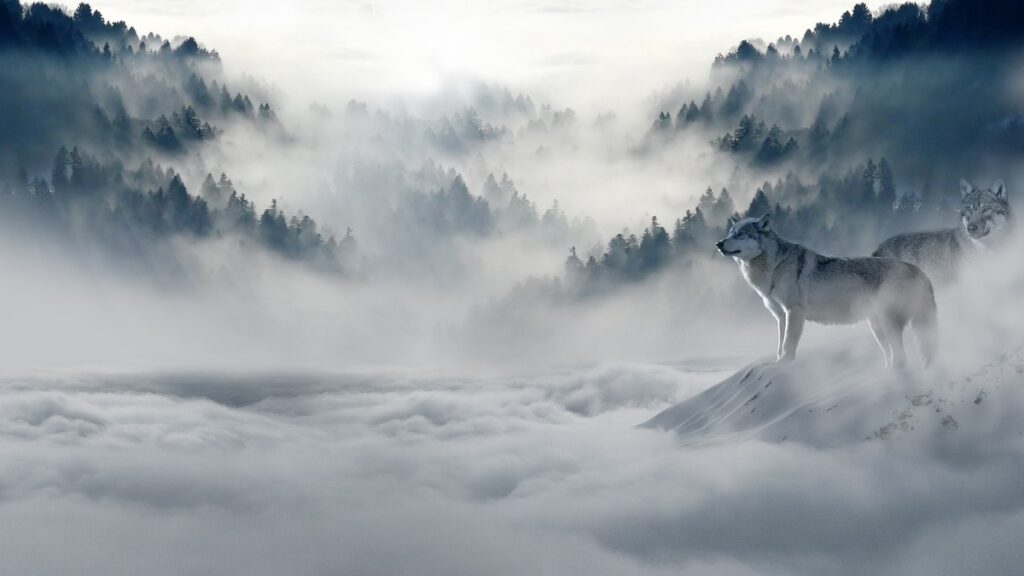 Dual Nature Of Dreams: 2 Wolves Dream Meaning